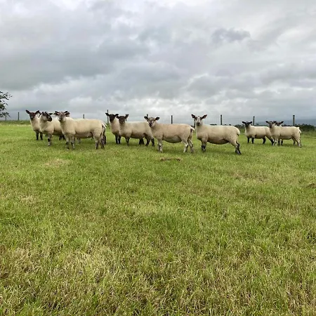 Our House Yorkshire , - Children And Doggy Friendly